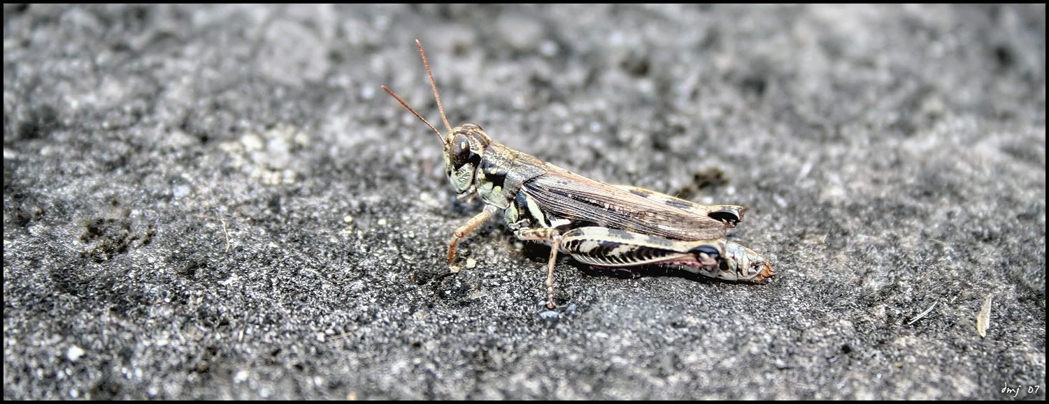 dmj_grasshopper.jpg