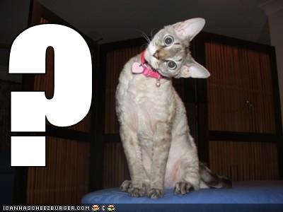 lolcats-funny-pictures-questionmark.jpg