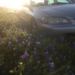 texas blue bonnet