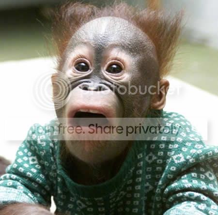 orangutanawe.jpg