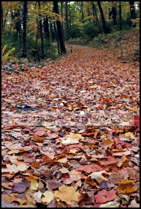 Fall018a.jpg