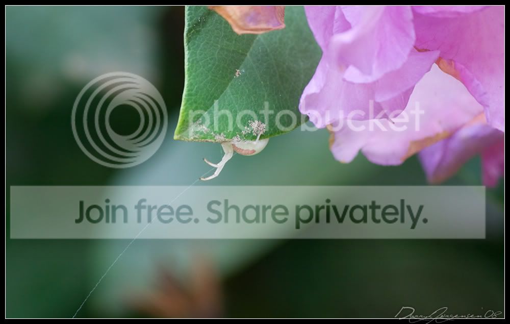spider1.jpg
