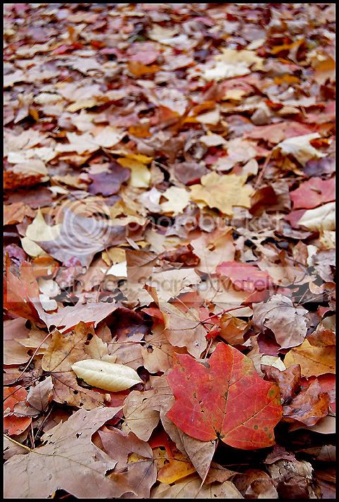 Fall017a.jpg