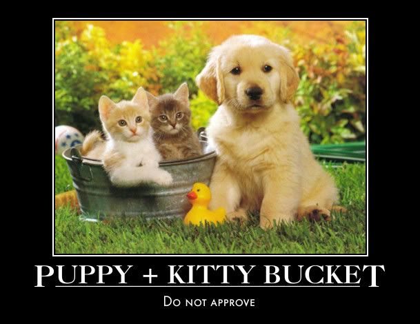 puppykittybucket.jpg