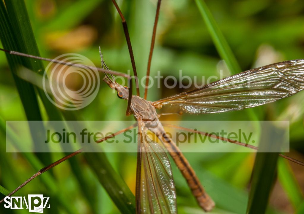 IMG_6627_zpsfc26dcef.jpg