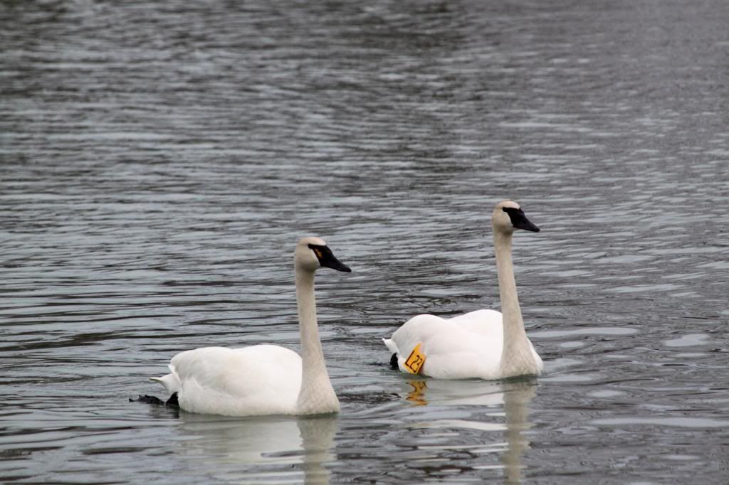 IMG_7928_zps482d169b.jpg