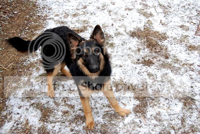 Coppersnow059a.jpg