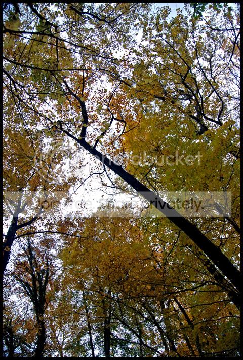Fall022a.jpg