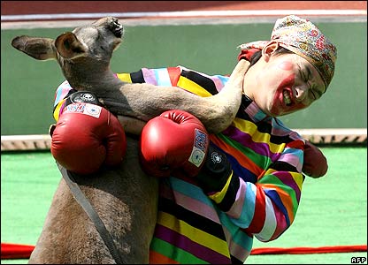 _42140186_kangaroo_afp416.jpg