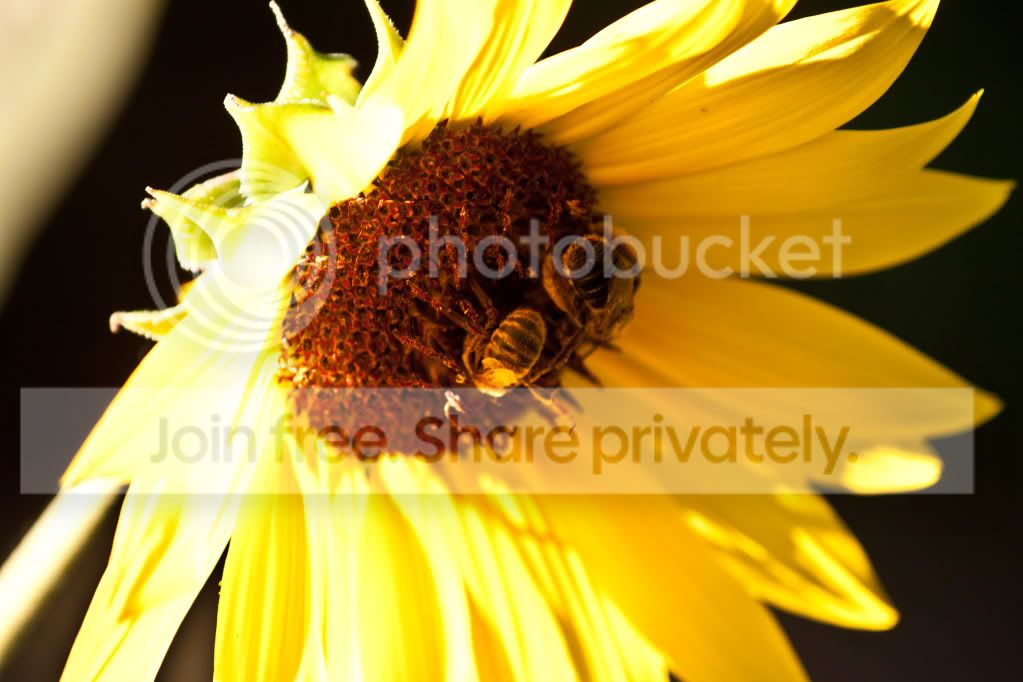 hdr3-15.jpg