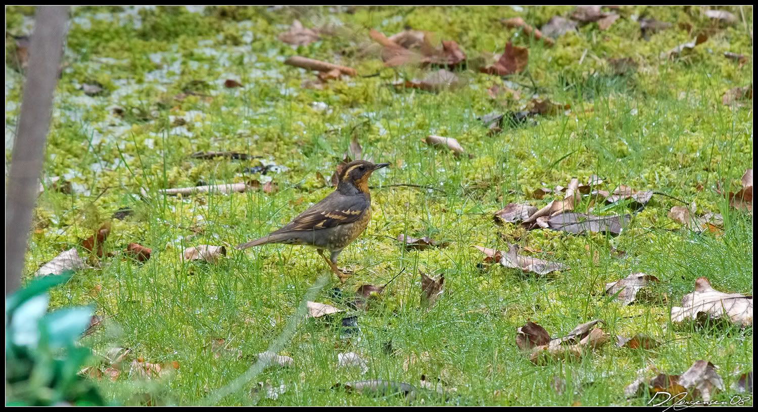 birdyard2.jpg