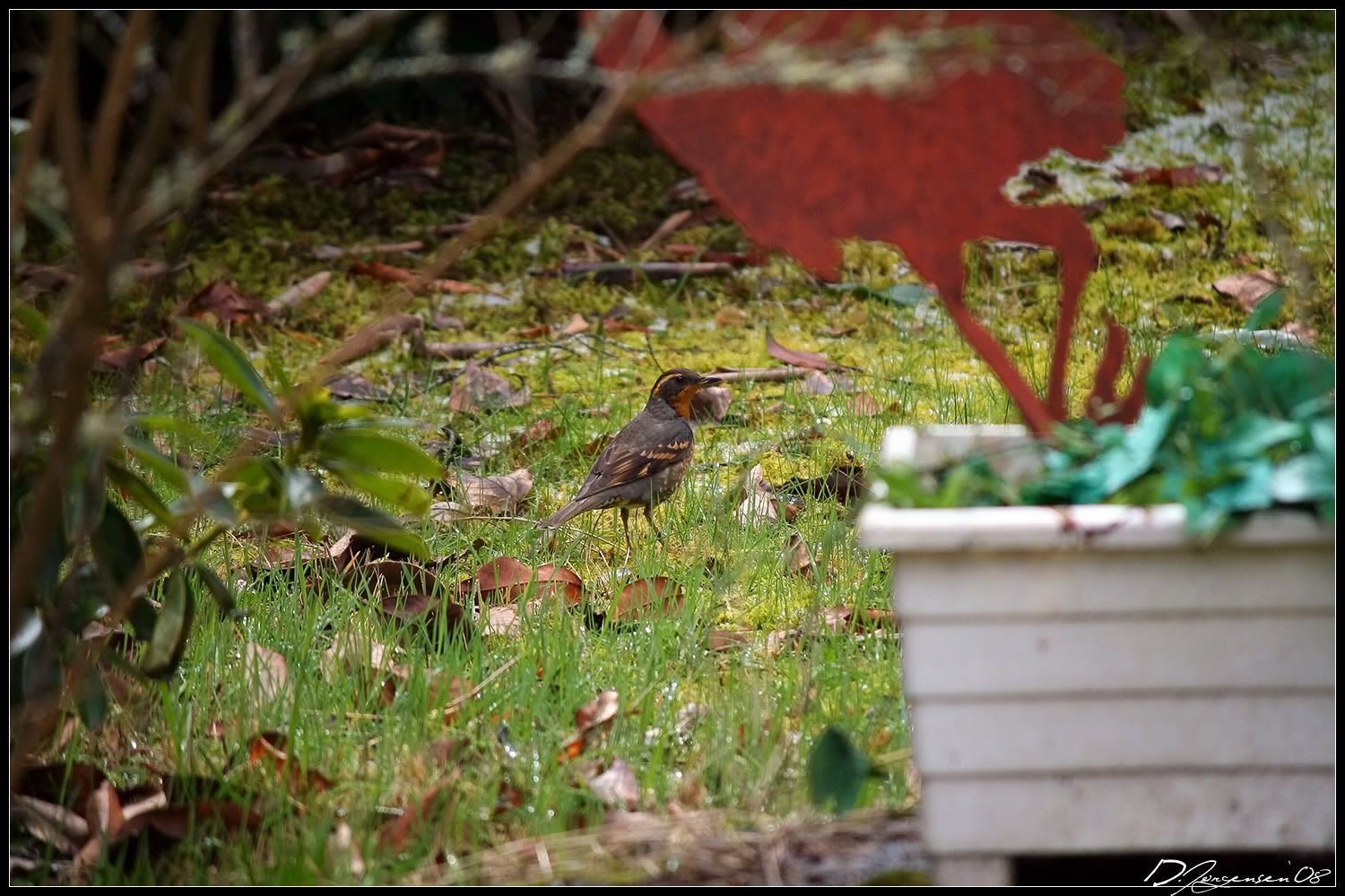 birdyard1.jpg